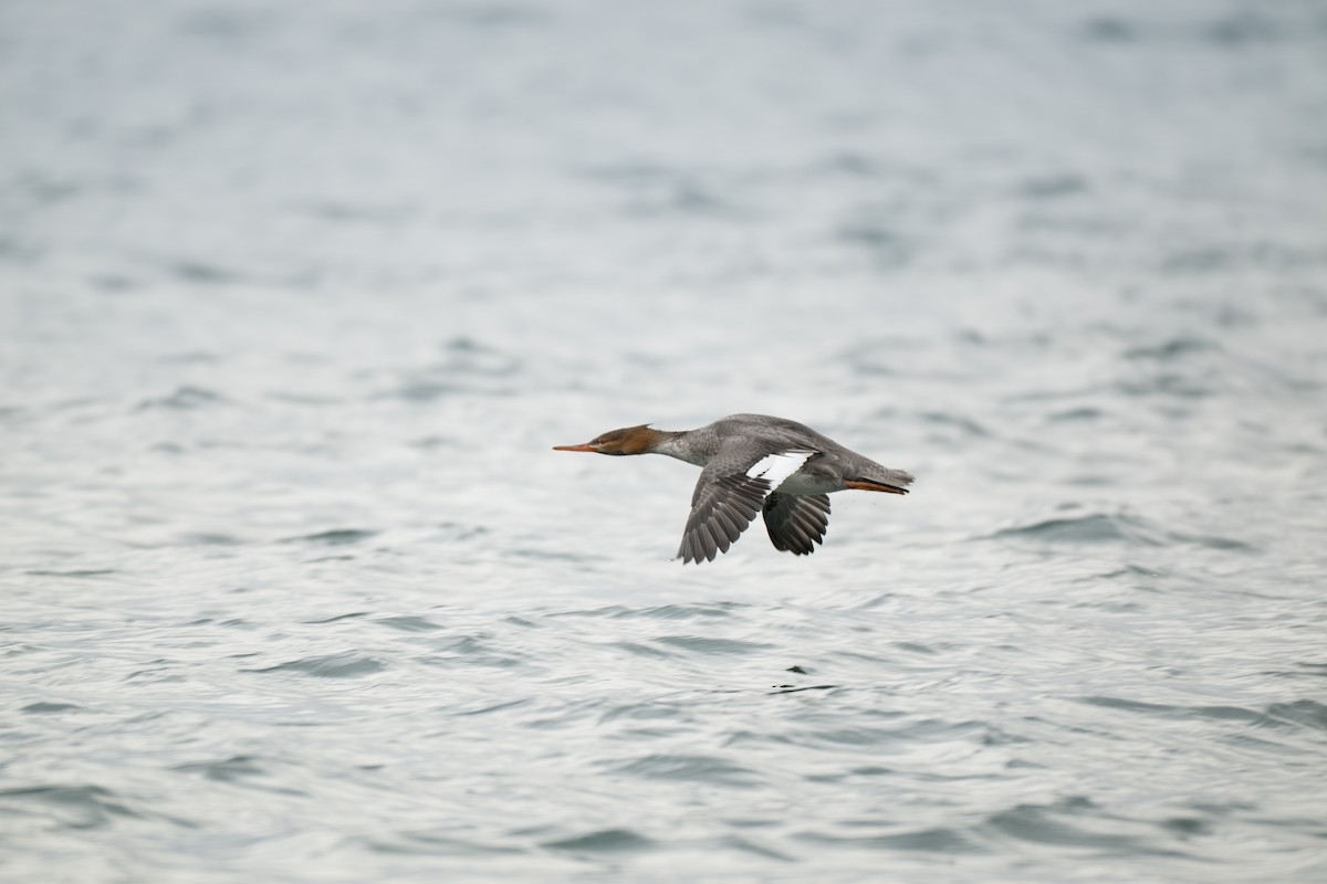 Red-breasted Merganser - ML646428739