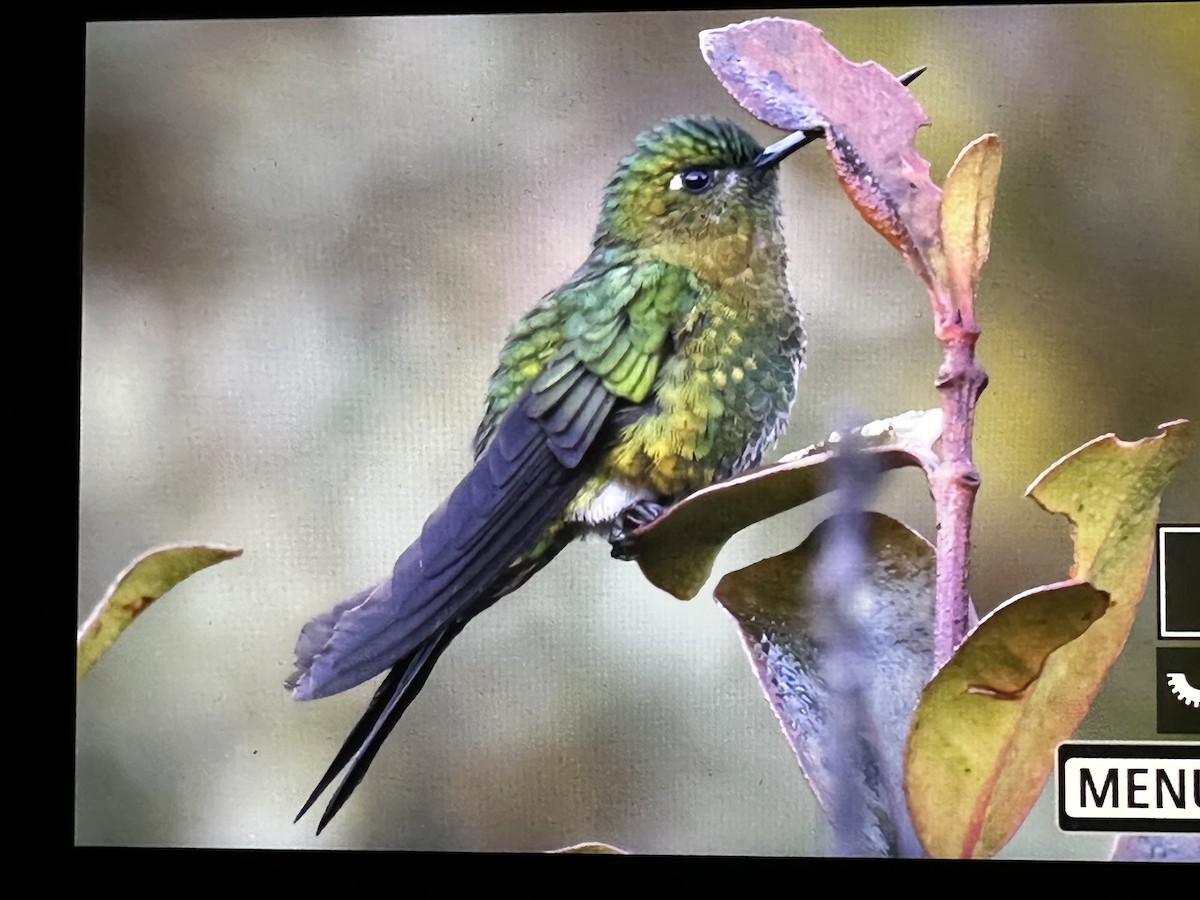Golden-breasted Puffleg - ML646428740