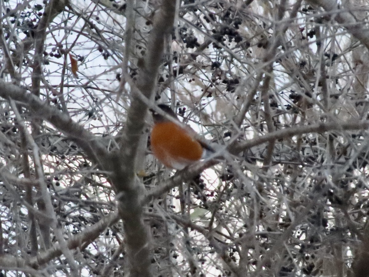 American Robin - ML646428741