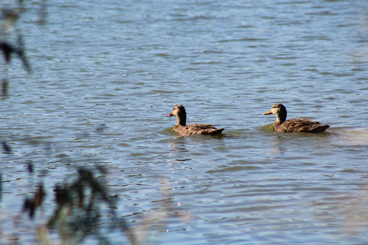 Mottled Duck - ML646428744