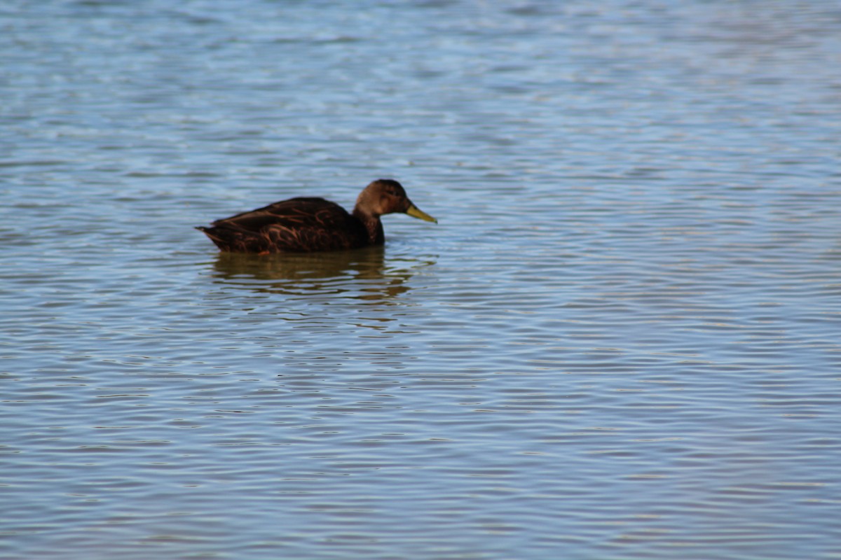 Mottled Duck - ML646428745