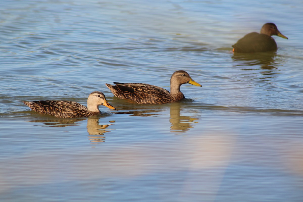 Mottled Duck - ML646428746