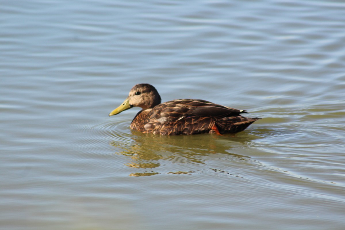Mottled Duck - ML646428747