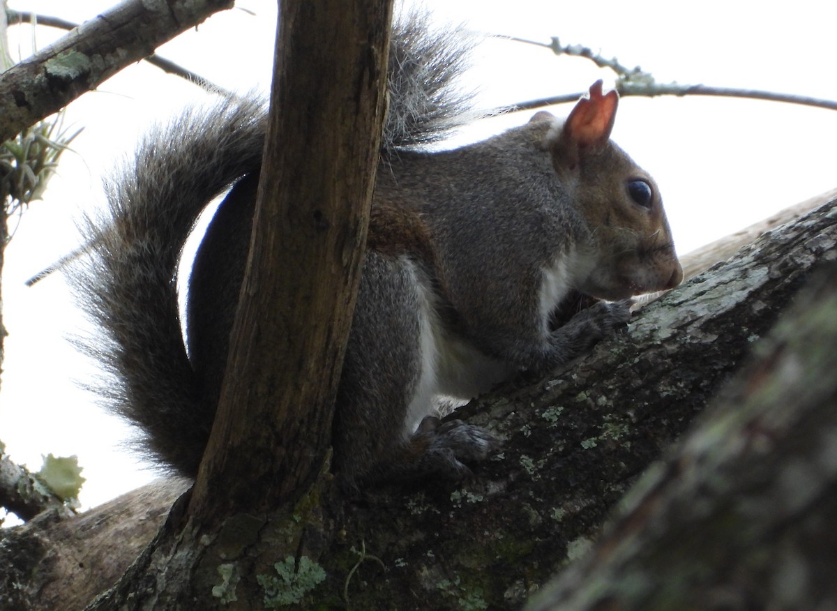 Animals - ML646428748