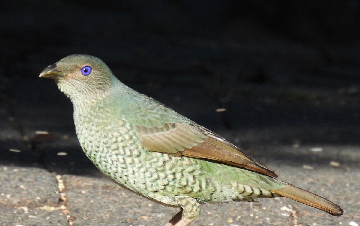 Satin Bowerbird - ML646428749