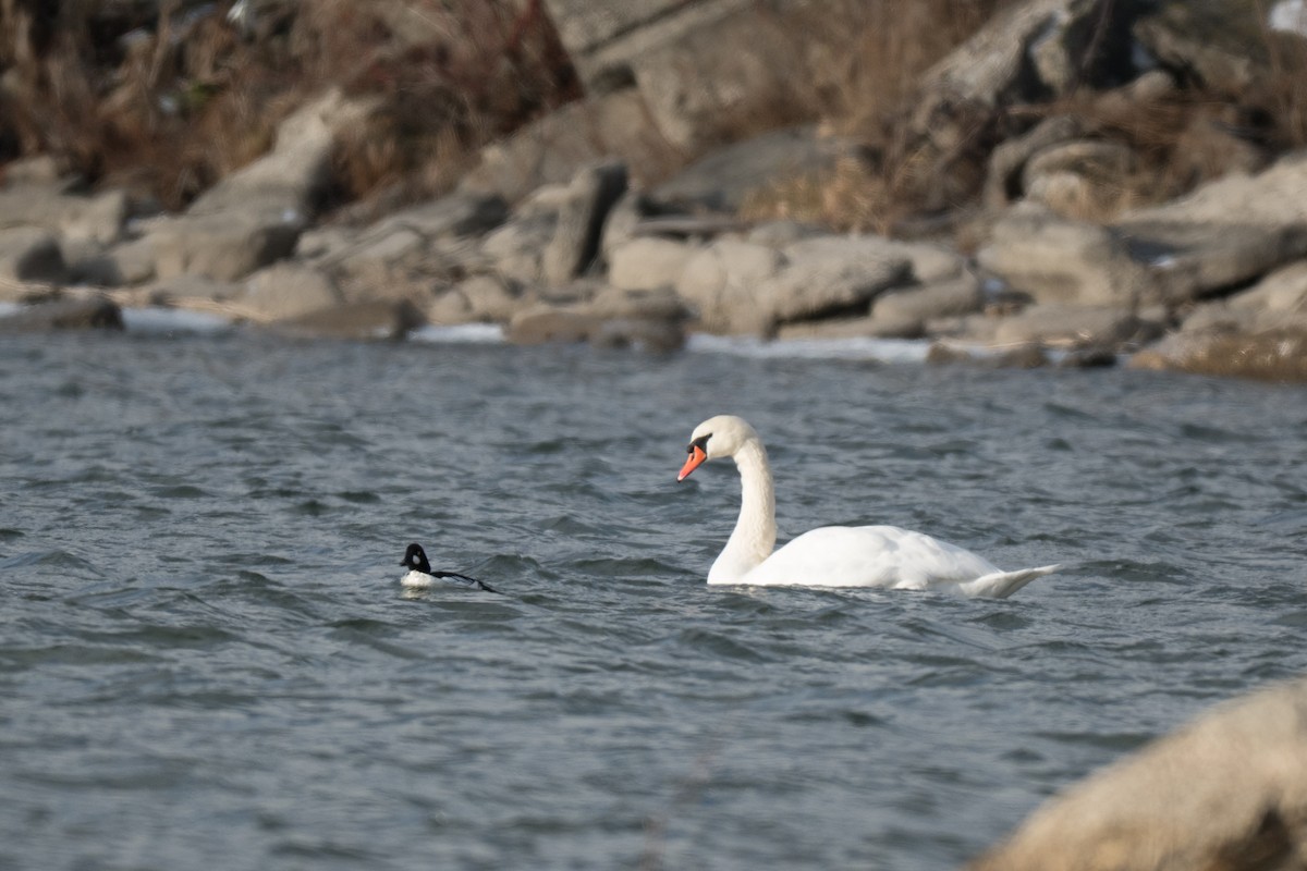 Common Goldeneye - ML646428750