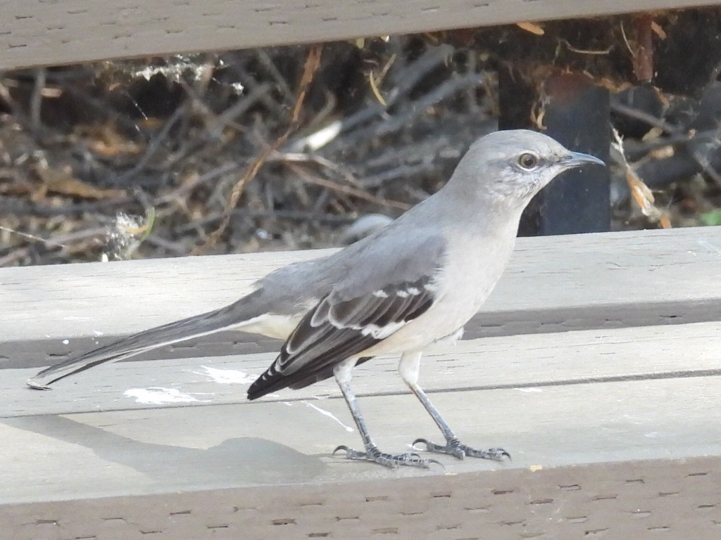 Gartenspottdrossel - ML646428751