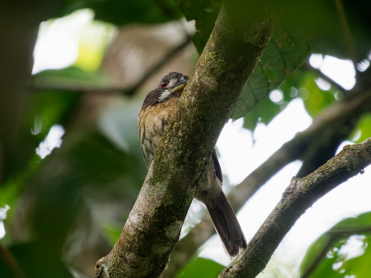 lenivka bělovousá - ML646428752