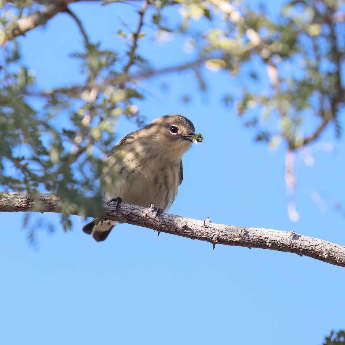 Yellow-rumped Warbler - ML646428753