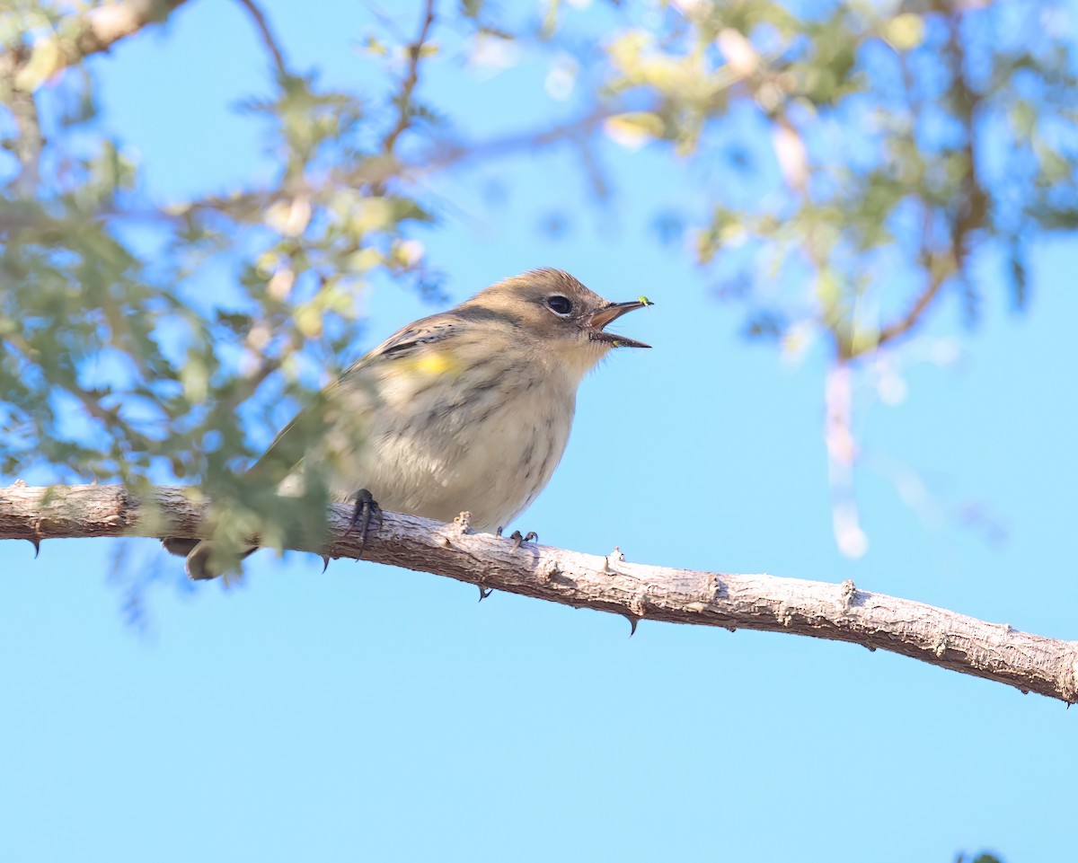 Yellow-rumped Warbler - ML646428755