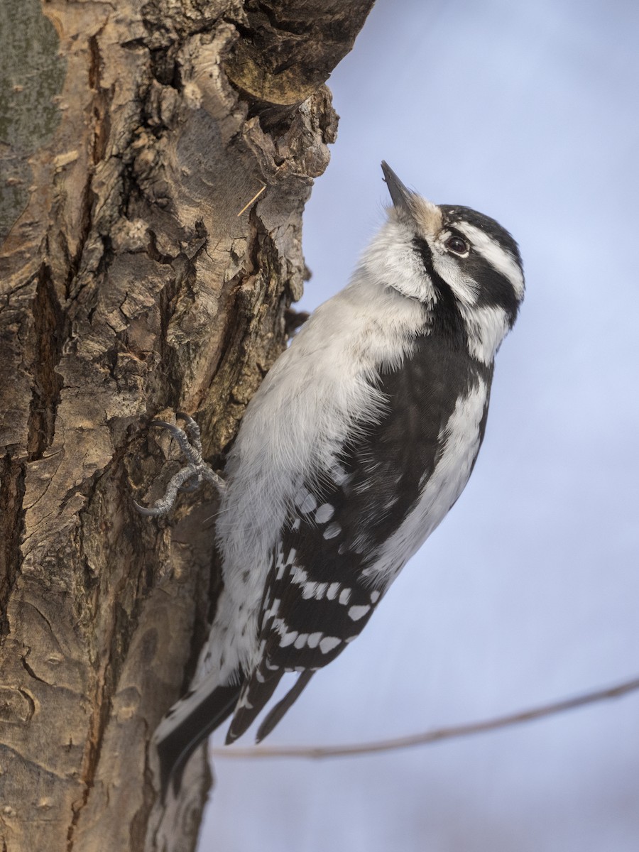Downy Woodpecker - ML646428758