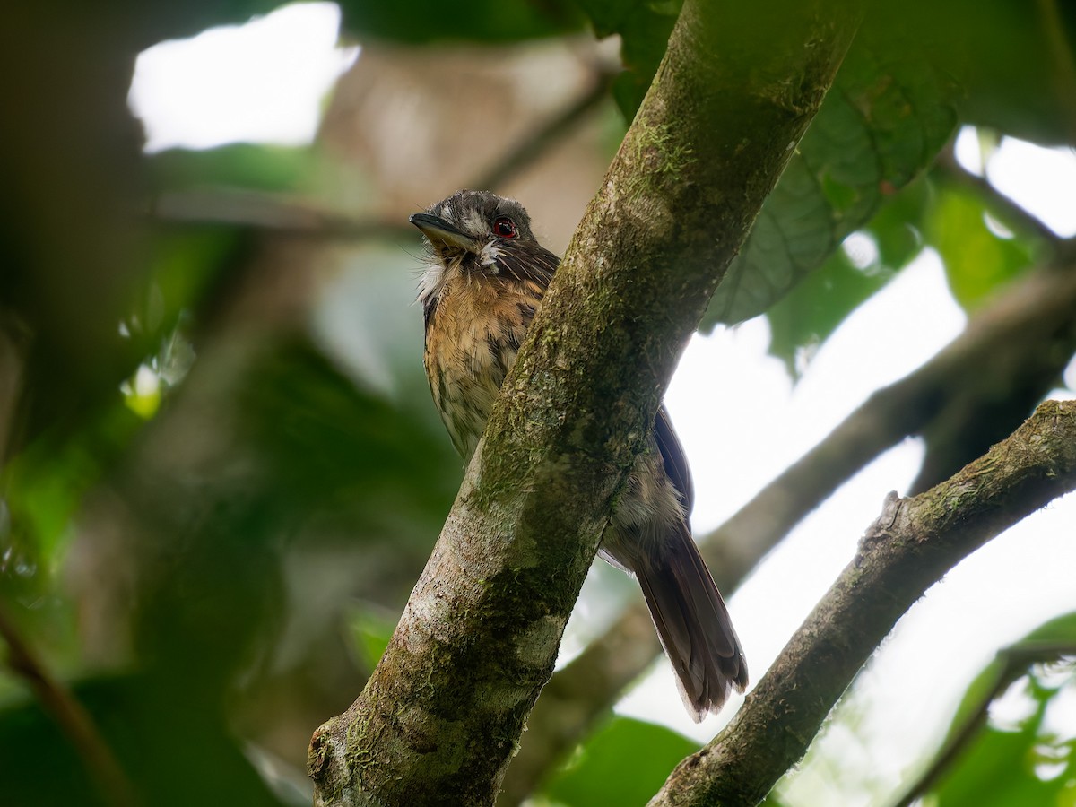 lenivka bělovousá - ML646428759