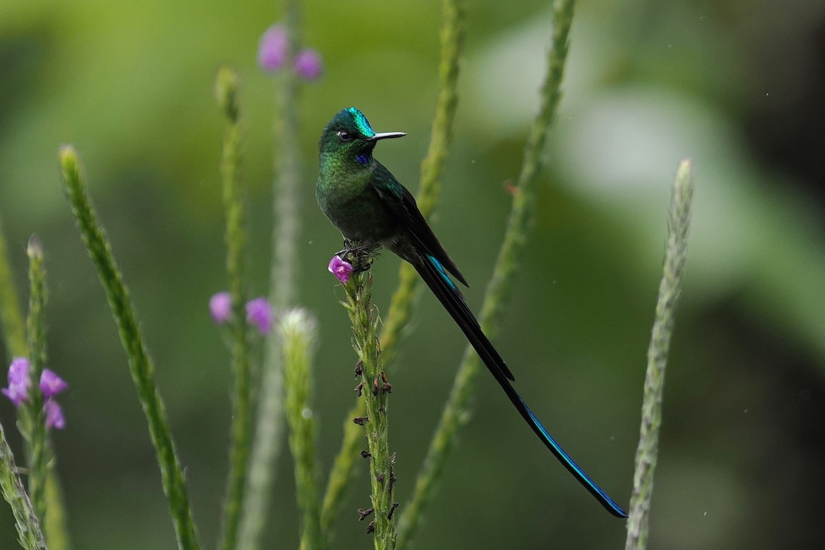 Long-tailed Sylph - ML646428761