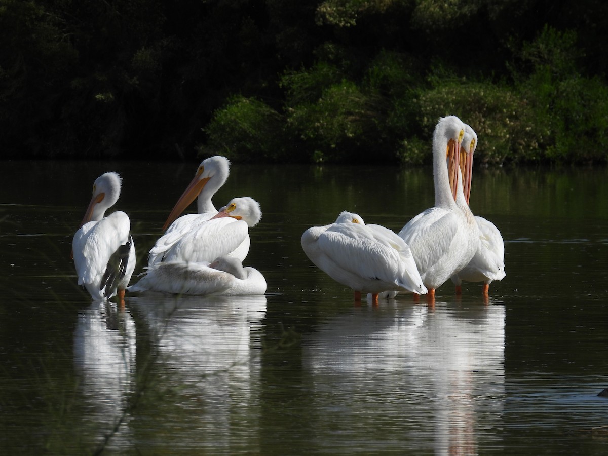 Nashornpelikan - ML646428762