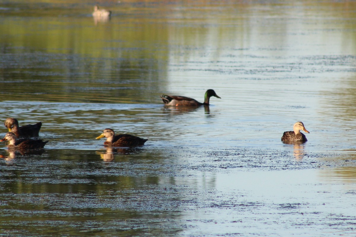 Mallard/Mottled Duck - ML646428763