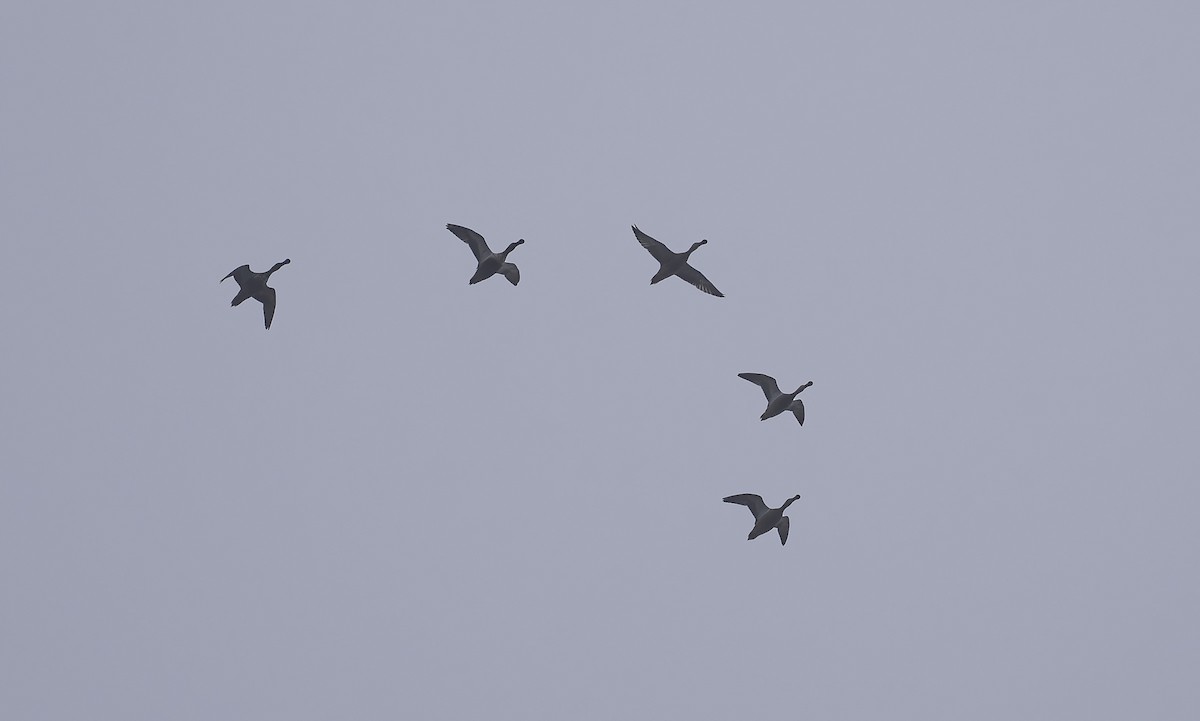 Mestolone - ML646428764