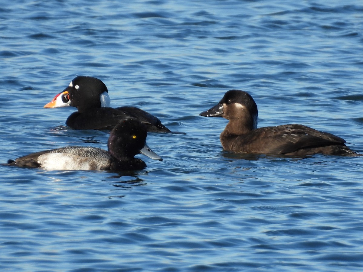 Lesser Scaup - ML646428765