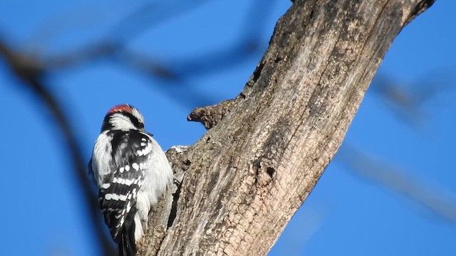 strakapoud osikový - ML646428766