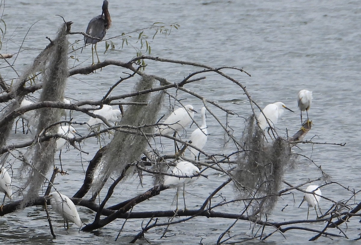 Snowy Egret - ML646428767