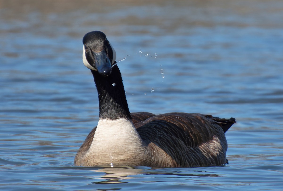 ברנטה קנדית - ML646428768