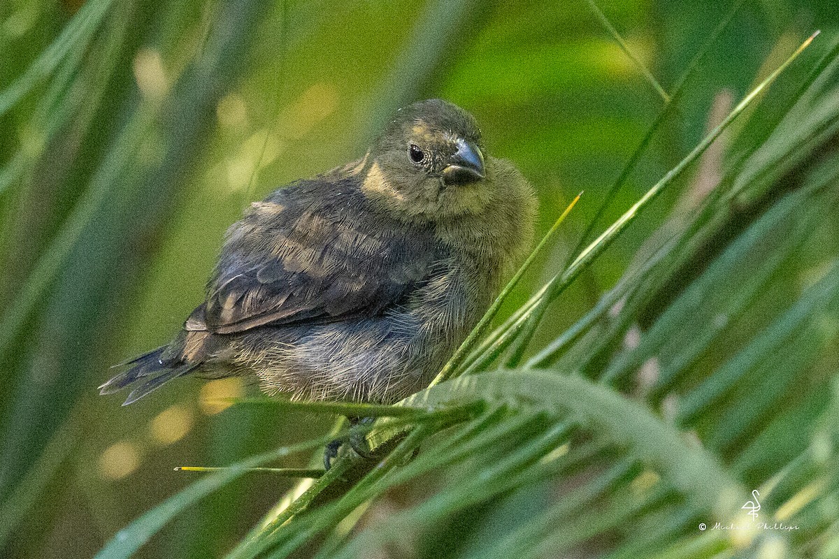 Variable Seedeater - ML646428769