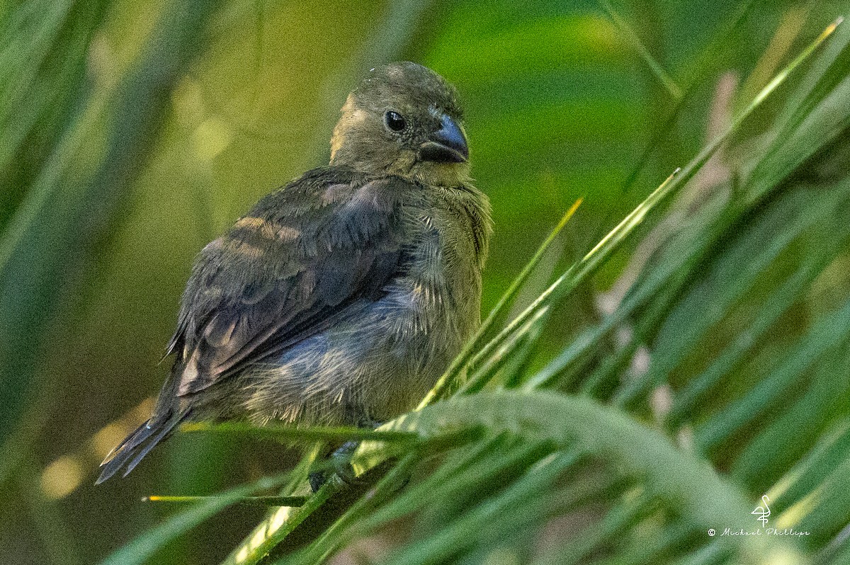 Variable Seedeater - ML646428770