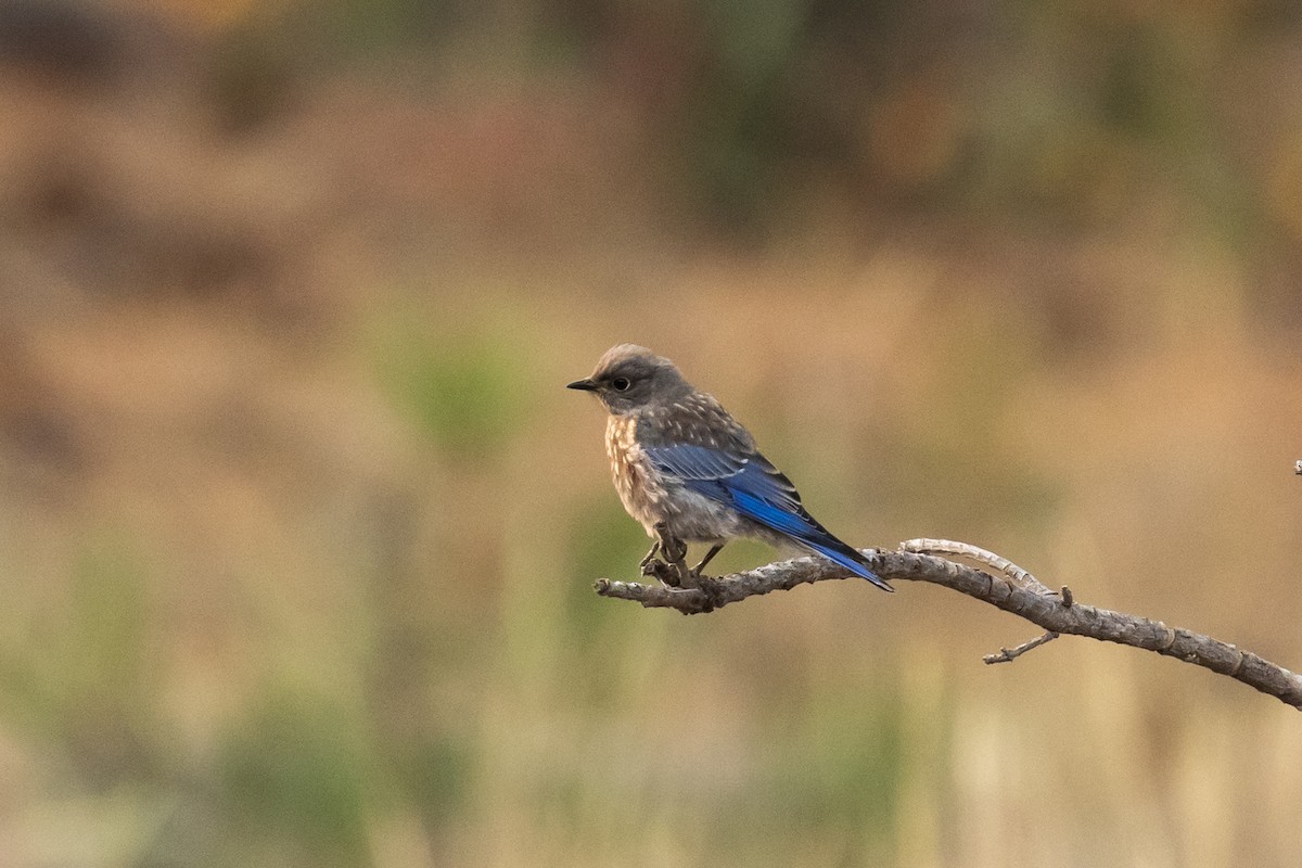 Western Bluebird - ML646428771