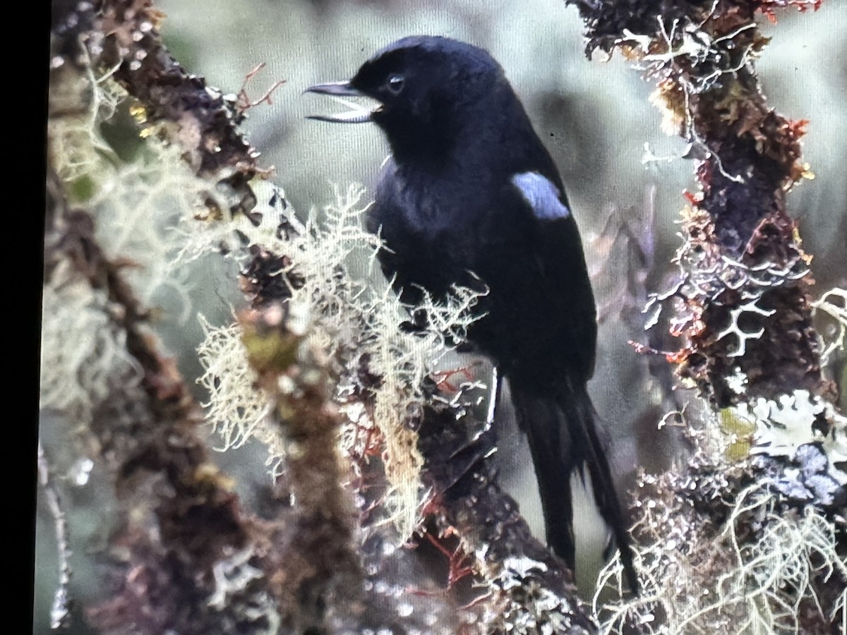 Glossy Flowerpiercer - ML646428772