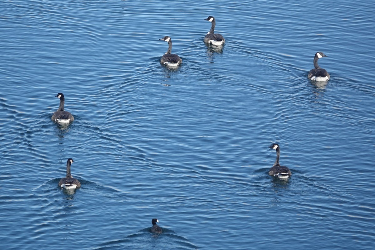 ברנטה קנדית - ML646428773
