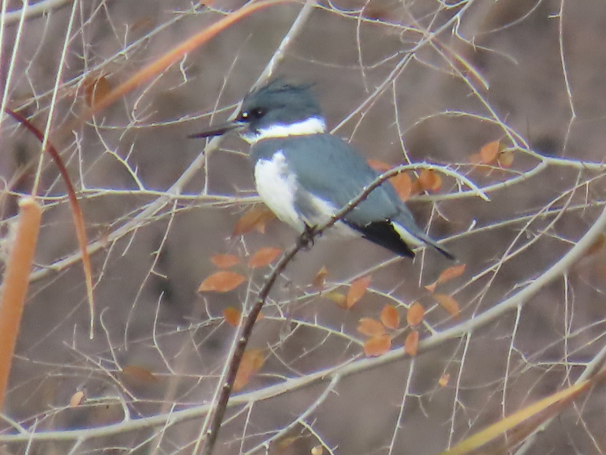 Belted Kingfisher - ML646428774