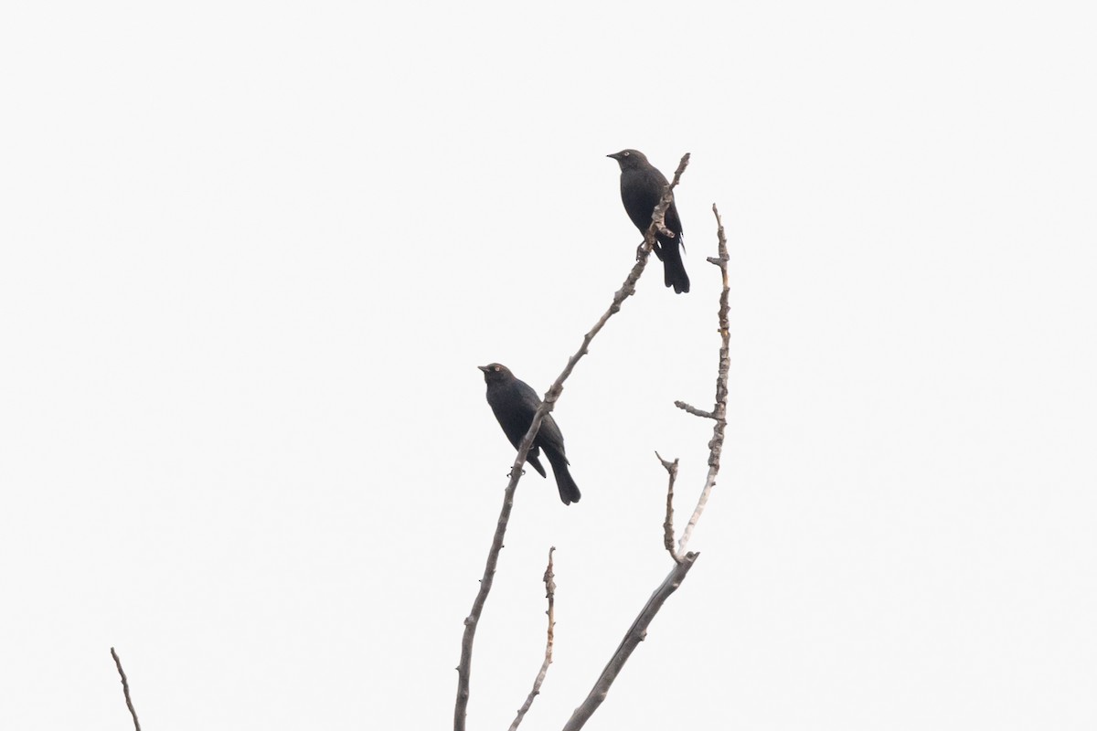 Brewer's Blackbird - ML646428775