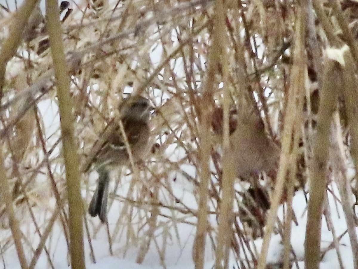 American Tree Sparrow - ML646428778