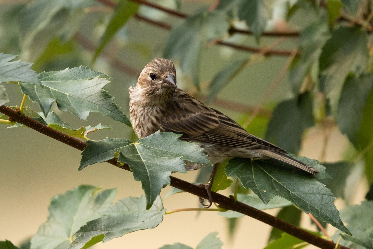 House Finch - ML646428779