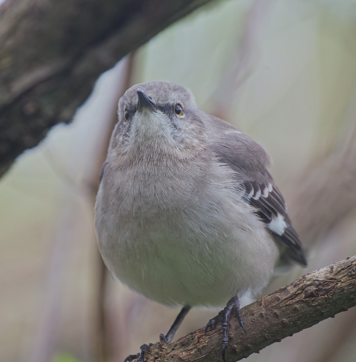 Kuzeyli Taklitçi - ML646428782