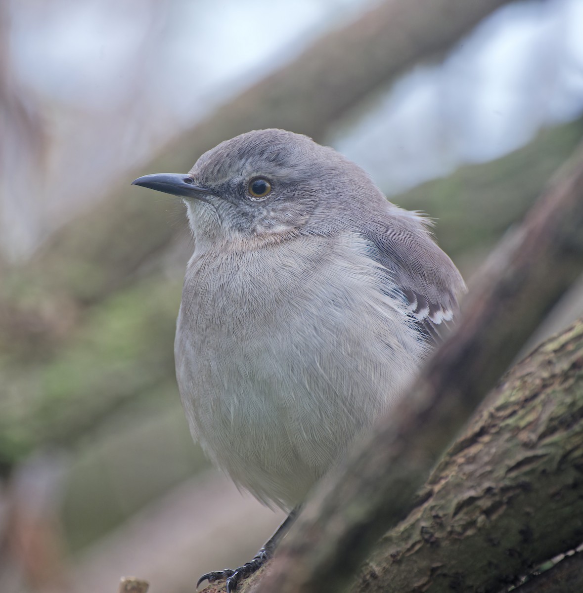 Kuzeyli Taklitçi - ML646428783
