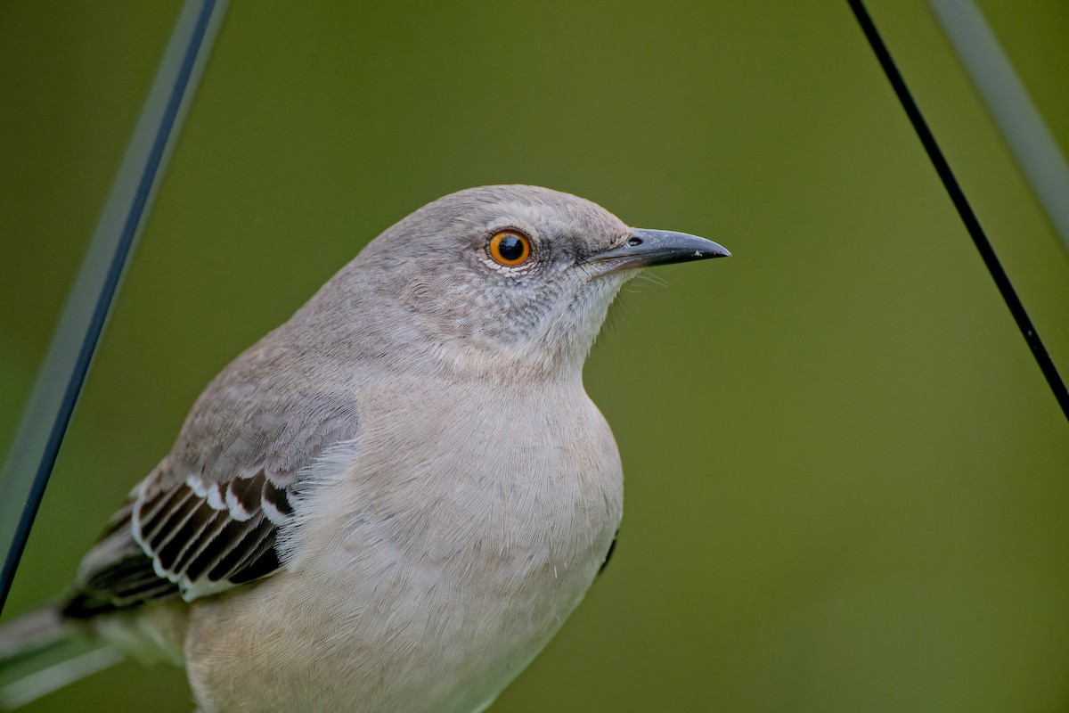 Kuzeyli Taklitçi - ML646428784