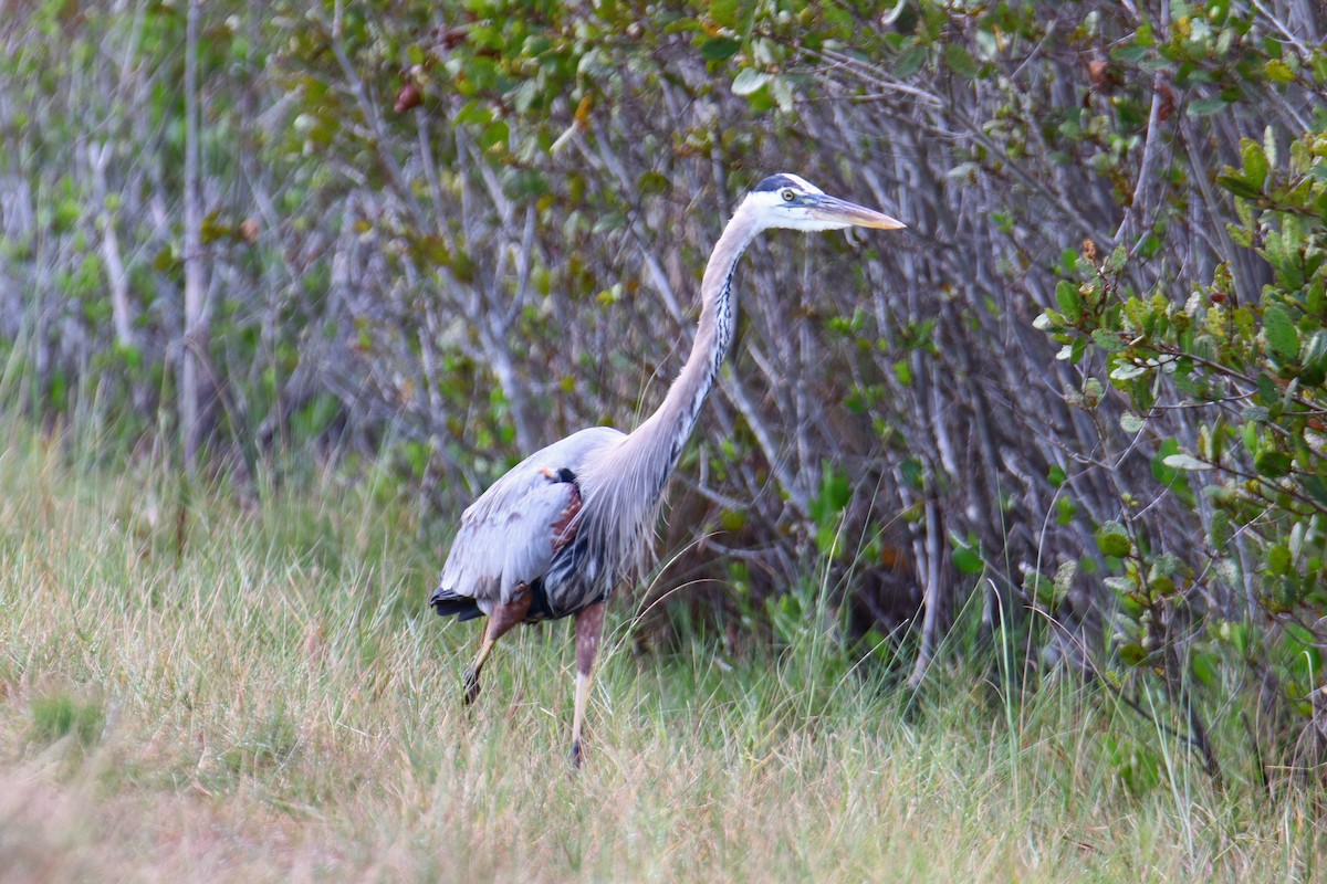 Great Blue Heron (Great Blue) - ML646428785