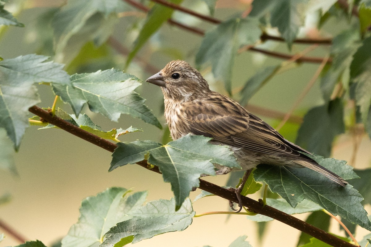 House Finch - ML646428787