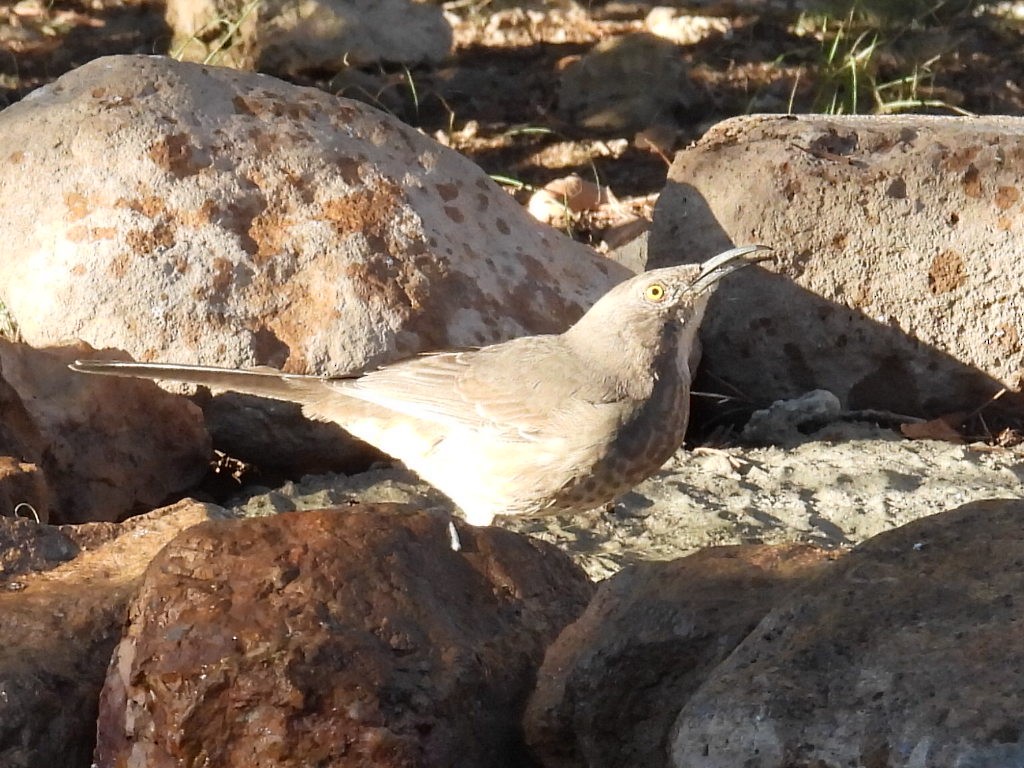 Krummschnabel-Spottdrossel - ML646428788