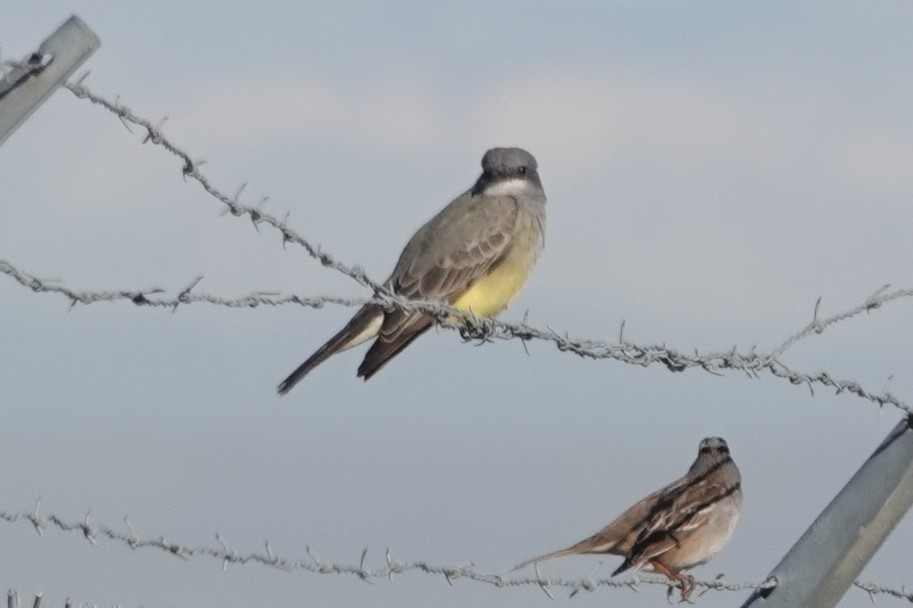 Cassin's Kingbird - ML646428793