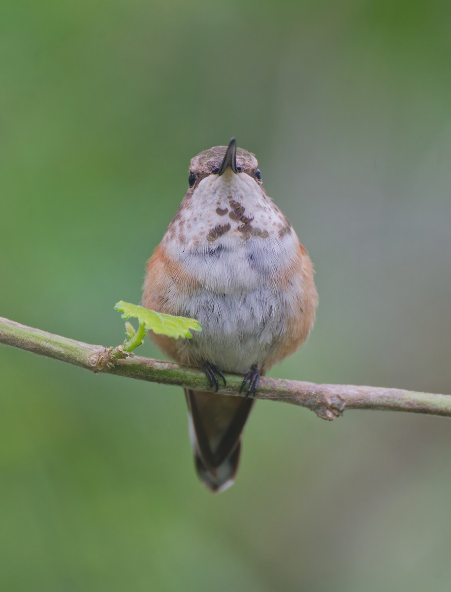 Rufous Hummingbird - ML646428799