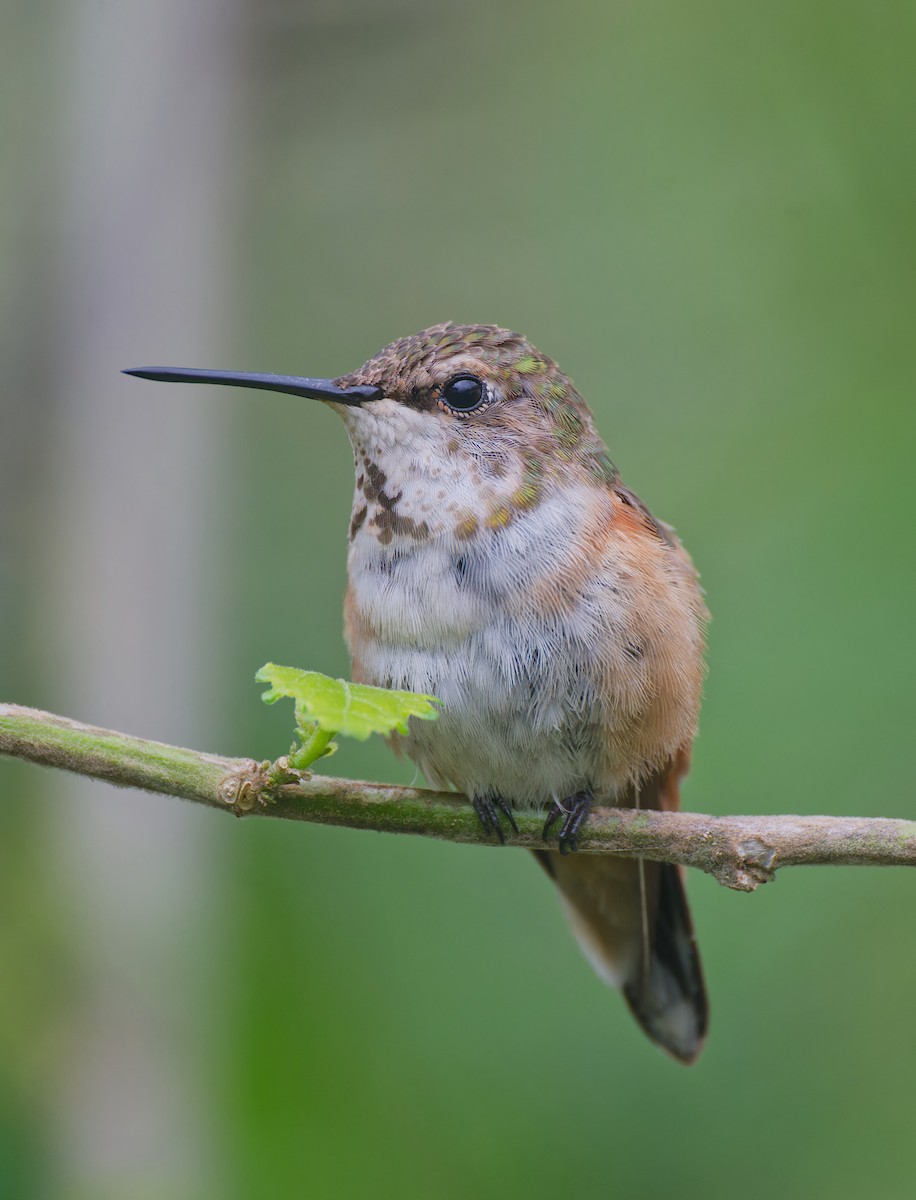 Rufous Hummingbird - ML646428800