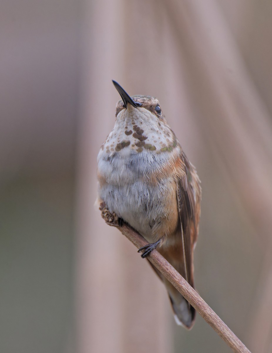 Rufous Hummingbird - ML646428801