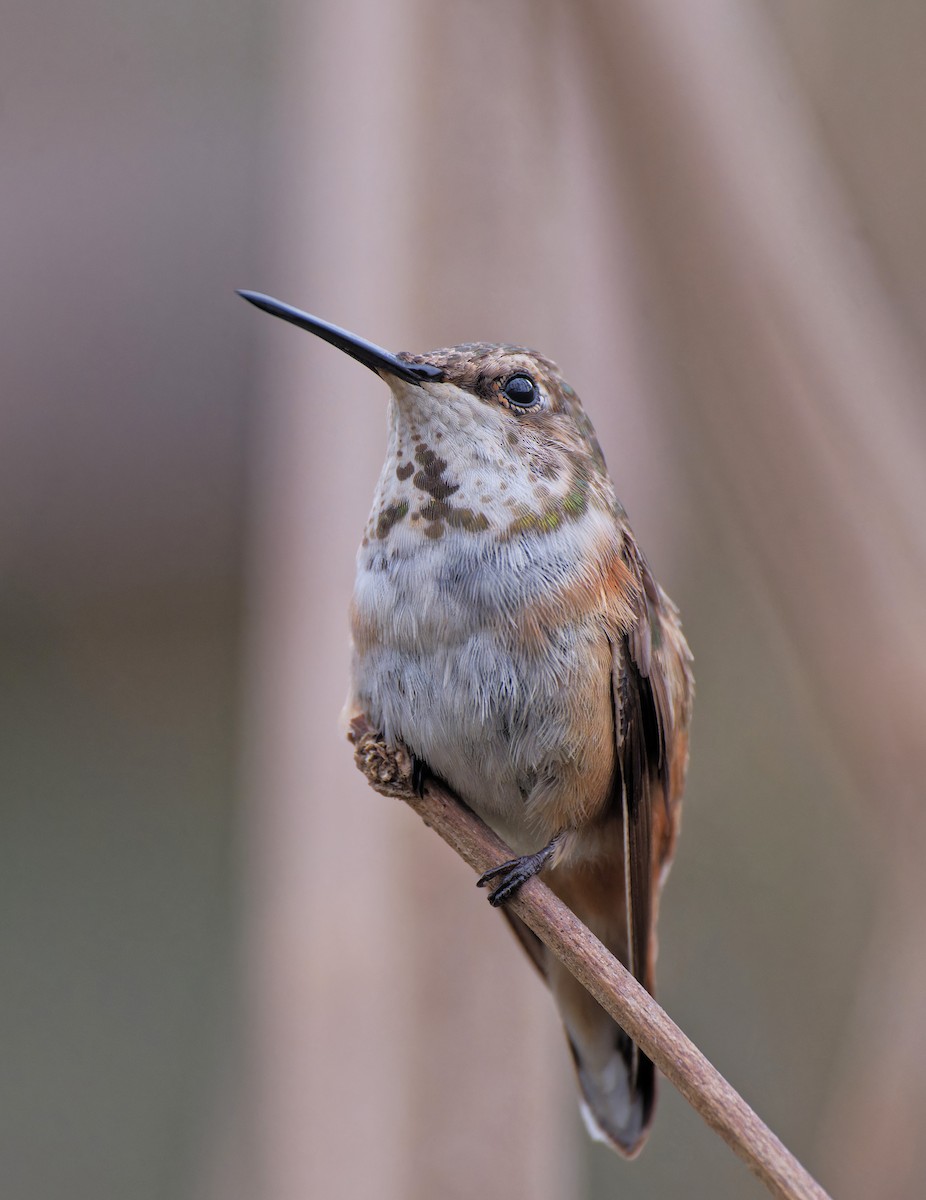 Rufous Hummingbird - ML646428802