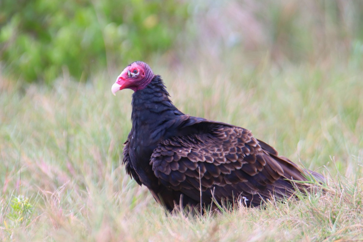 Turkey Vulture - ML646428803