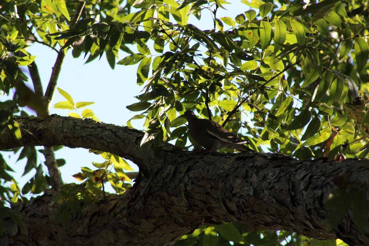 White-winged Dove - ML646428806