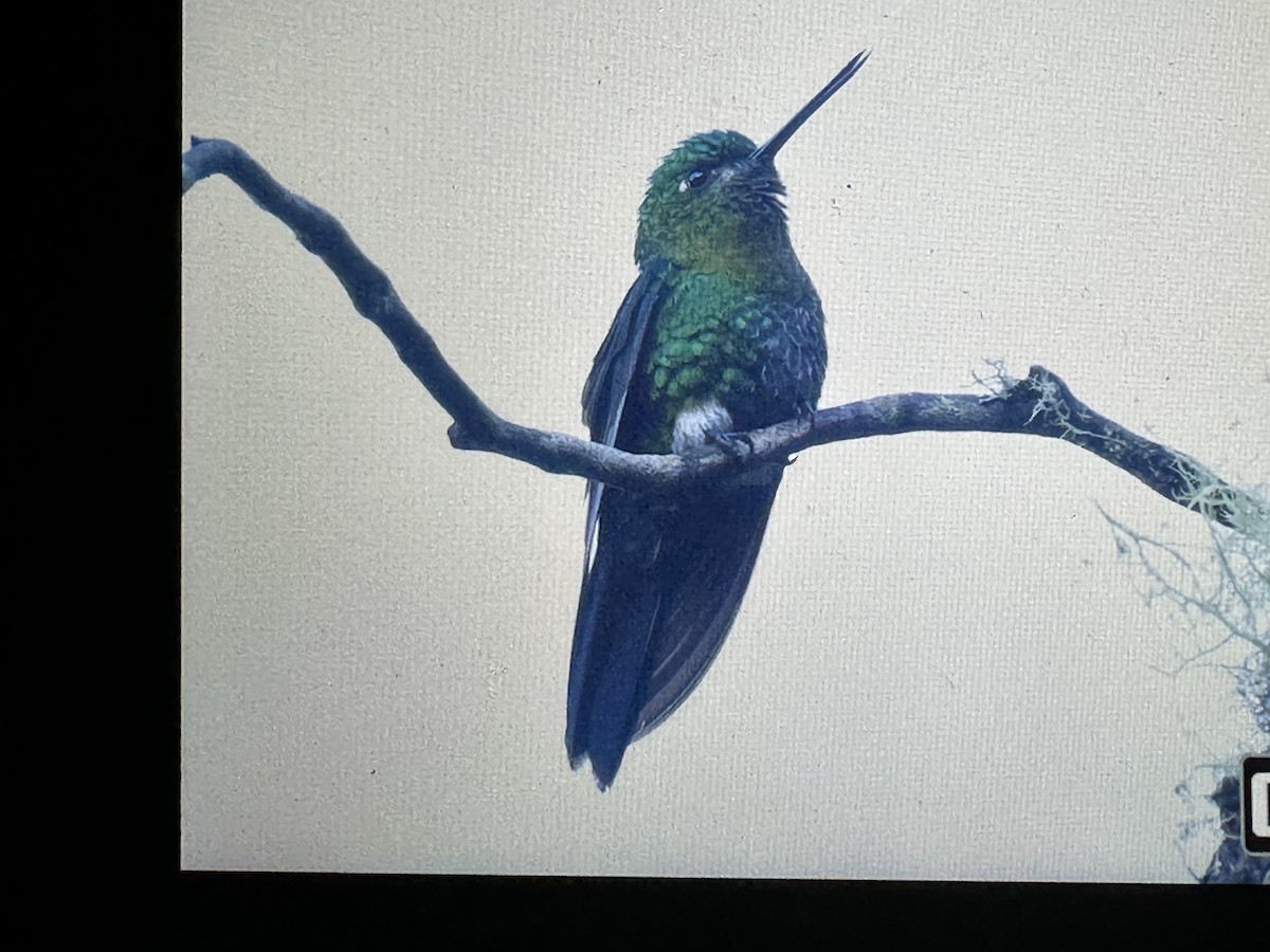 Golden-breasted Puffleg - ML646428807