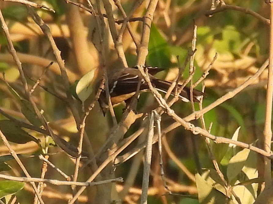 Rufous Whistler - ML646428809