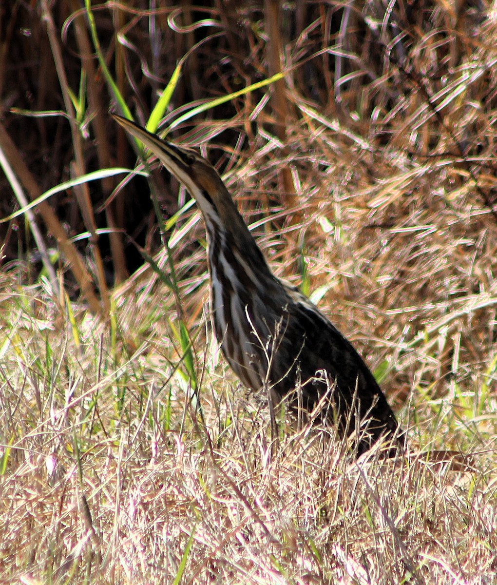 Amerika Balabanı - ML646428810