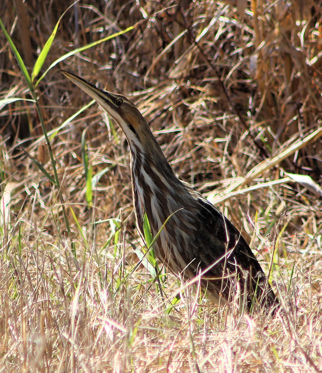 Amerika Balabanı - ML646428811